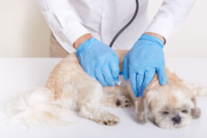 cuando-debo-consultar-a-su-veterinario-si-mi-perro-vomita