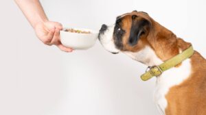 comida-sana-para-mi-perro