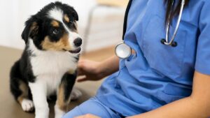 si-tu-perro-tiembla-no-dudes-llevarlo-a-su-veterinario