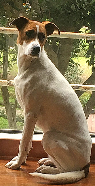 Lola Gourmet real