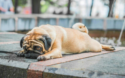 🐾 Alimentación para Pugs y Bulldogs adultos: cómo prevenir cristales en la vejiga